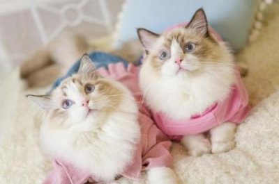 ​黄金猎犬战斗力？黄金猎犬智商排行榜