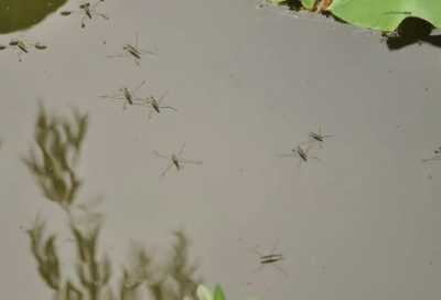 ​初中英语演讲稿范文带翻译