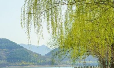 ​肝血不足怎么调理(肝血不足怎么调理 吃十种食物补肝血)