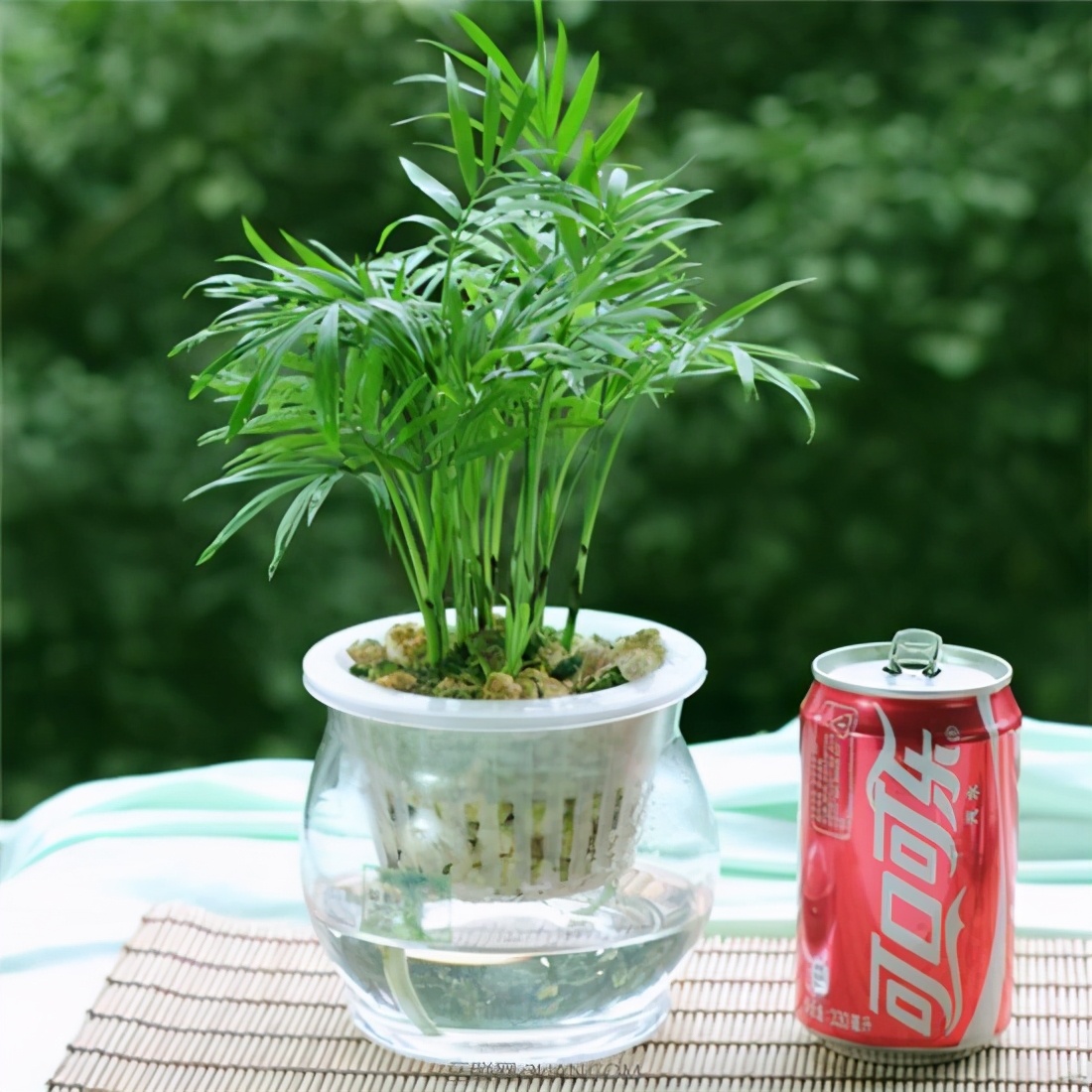 椰子树长什么样子（袖珍椰子精致小巧耐阴好养）