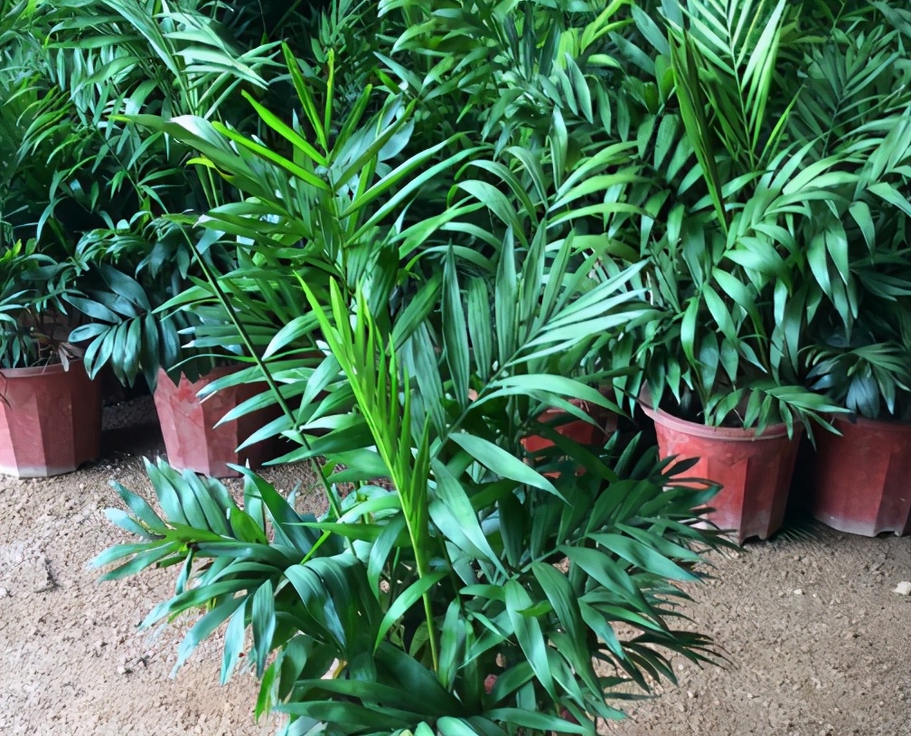 椰子树长什么样子（袖珍椰子精致小巧耐阴好养）