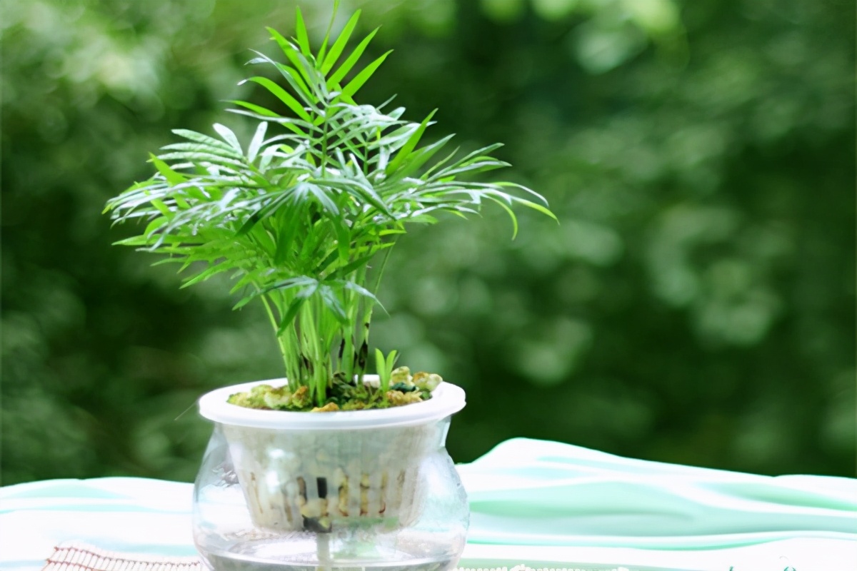 椰子树长什么样子（袖珍椰子精致小巧耐阴好养）