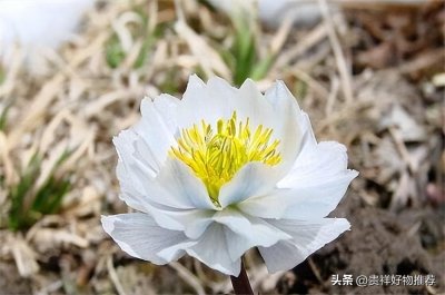 ​北方耐寒花卉排行榜（北方冬天适合养的10种极耐寒花卉）