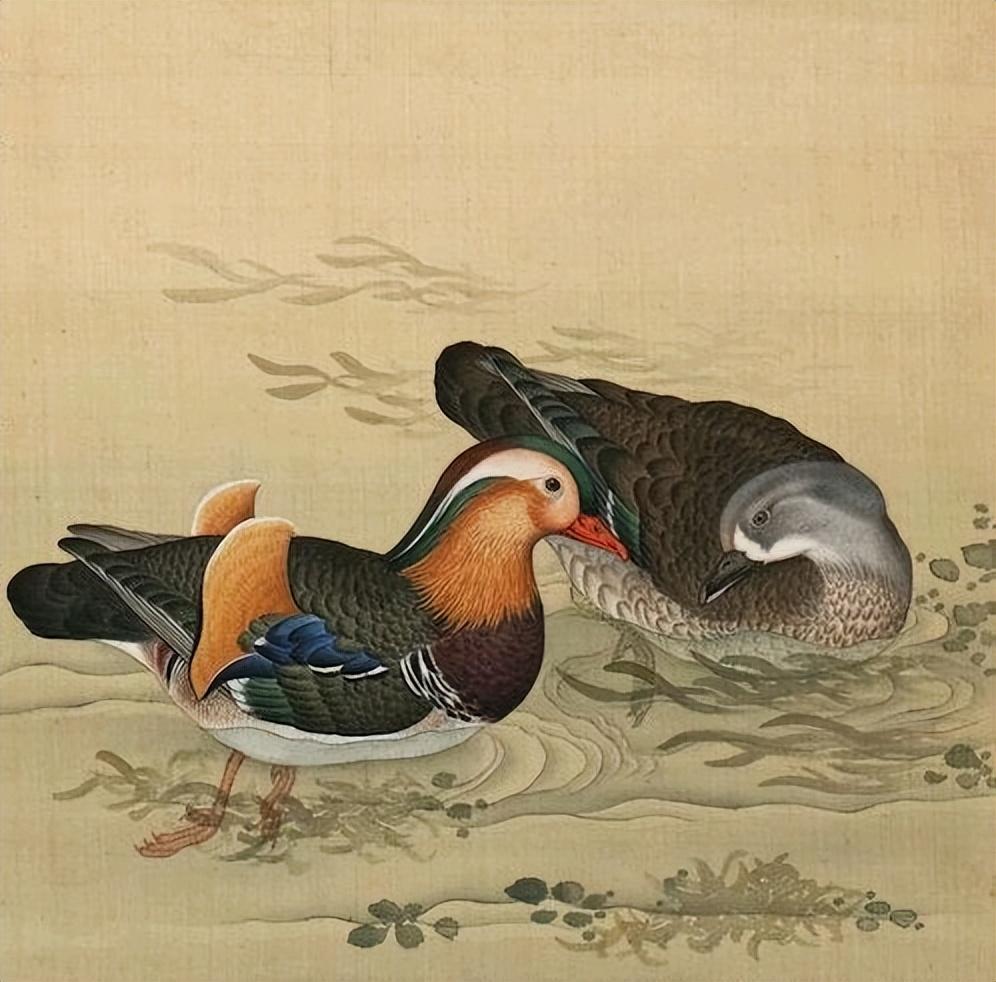 鸳鸯哪个是雌哪个是雄(鸳鸯的寓意和象征)