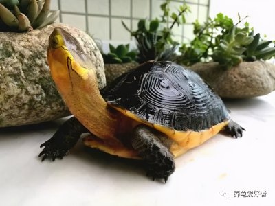 ​哪种乌龟最好养不生病（哪种乌龟最好养最有灵性活泼）