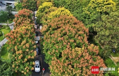 ​成都街头：栾树开花 秋色渐浓 | 图集
