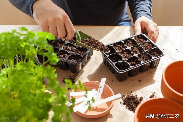 育苗技术方法（农村家庭春季蔬菜简便高效育苗方法）
