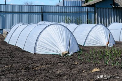 ​育苗技术方法（农村家庭春季蔬菜简便高效育苗方法）