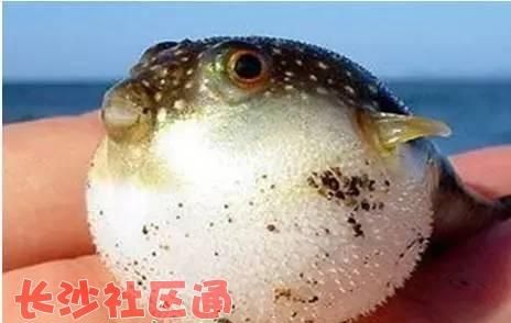 河豚毒素多少度分解