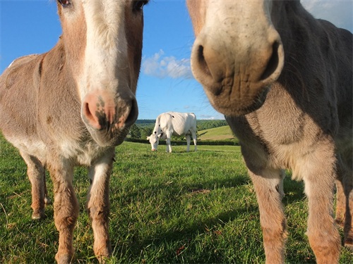 有趣的世界，轻松的英语：驴 Donkey