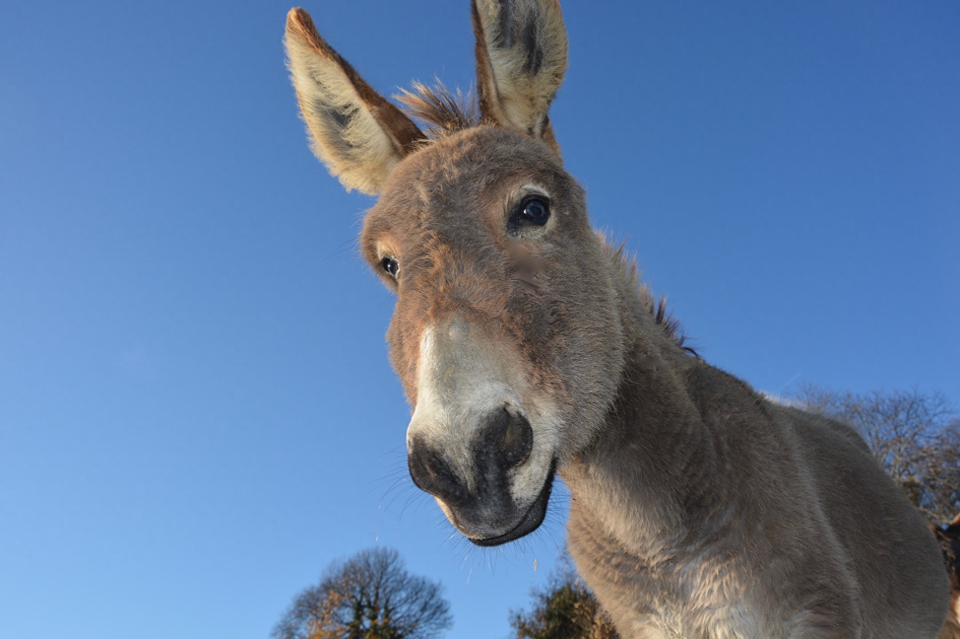 有趣的世界，轻松的英语：驴 Donkey