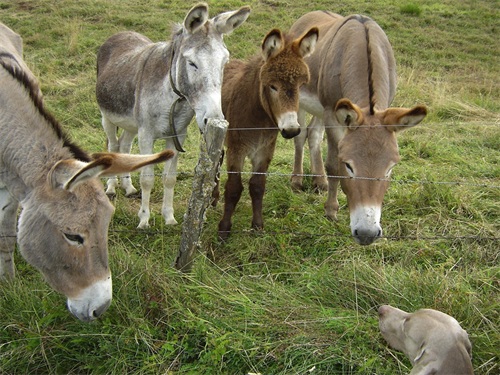 有趣的世界，轻松的英语：驴 Donkey