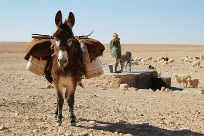 ​有趣的世界，轻松的英语：驴 Donkey