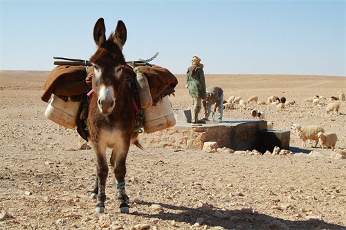 有趣的世界，轻松的英语：驴 Donkey