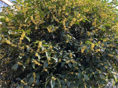 ​桂花怎么保存香味持久（秋天自制干桂花，掌握2点，香味不流失，颜色不发黑，