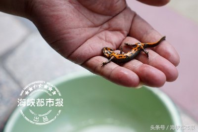 ​奇特“四脚鱼” 现身永春溪涧