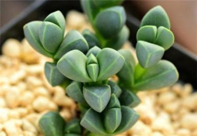 ​鹿角海棠和碧玉莲的区别