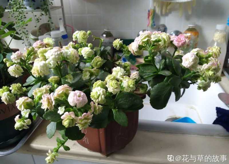 重生之名门佳人(重生宠文，超级好看)