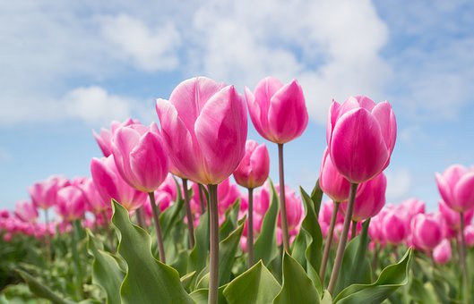 tulips-2254970__340.jpg