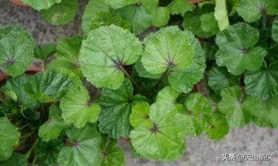​葵菜，农村这种野菜药用价值非常高，被称为百菜之王