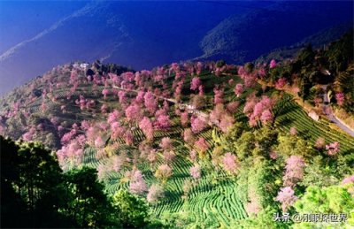 ​【看中国】中国十大樱花圣地