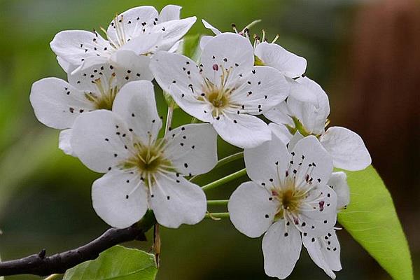 雨打梨花深闭门和千树万树梨花开哪一句是实指?