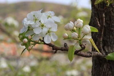 ​雨打梨花深闭门和千树万树梨花开哪一句是实指?