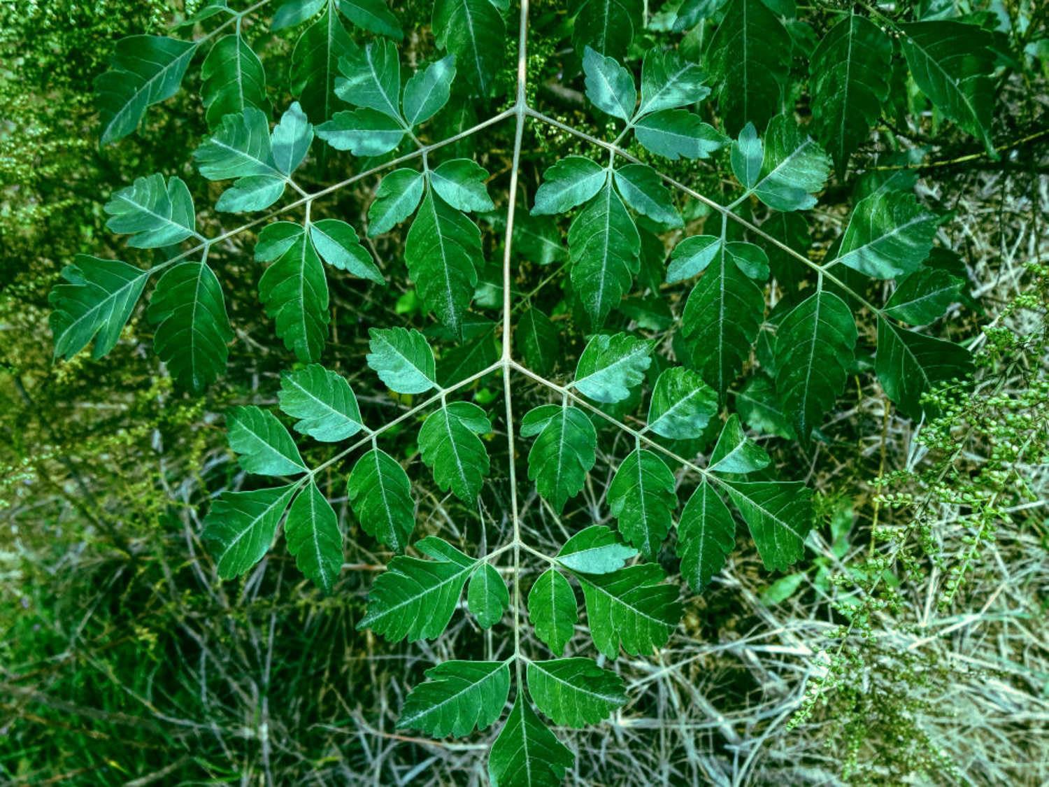楝树 楝树