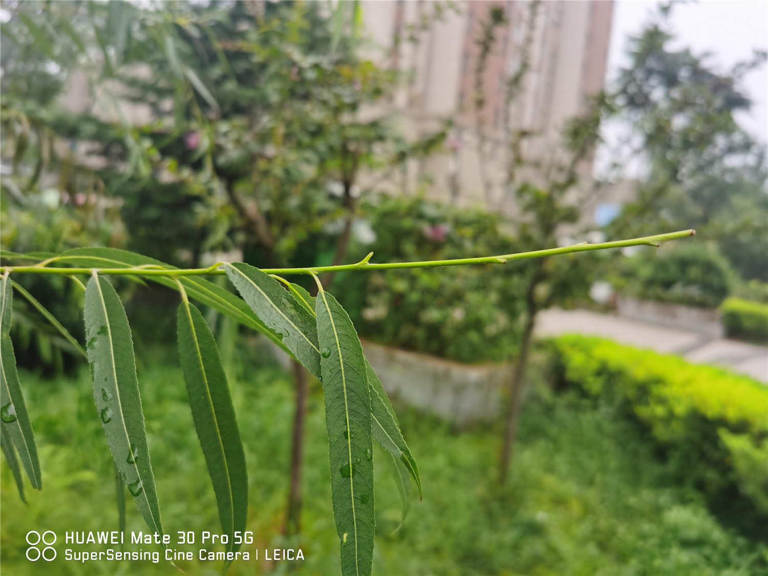 柳树 柳树
