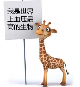 ​哪种动物天生就是高血压（天生就是高血压的动物是哪一种）