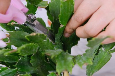 ​蟹爪兰嫁接用什么砧木，蟹爪兰嫁接时间和方法