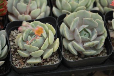 ​吉娃莲开花了 !