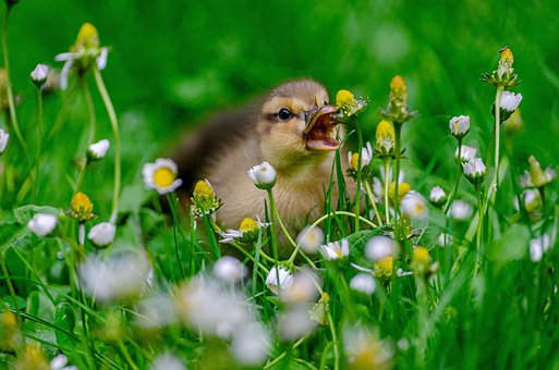 duckling-4277188__340.jpg