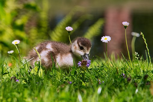 duckling-5457592__340.jpg