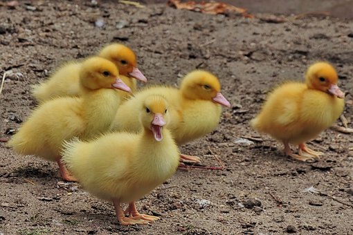 chicken-3743558__340.jpg