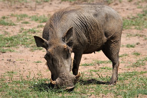 warthog-4889372__340.jpg