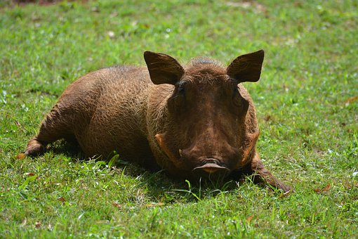 warthog-7903661__340.jpg