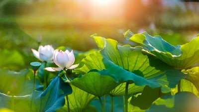 ​荷花在什么季节开
