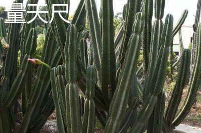 ​量天尺和龙骨的区别