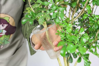 ​米兰盆栽怎么养