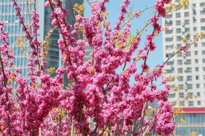 ​阳台如何养紫荆，需要注意什么