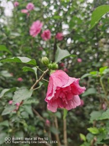 ​木槿的养殖方法和注意事项