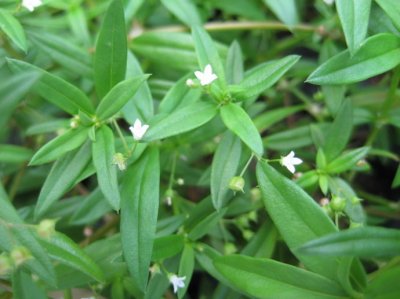 ​白花蛇舌草功效与作用（有多种抗癌成分）