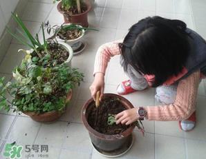 春天家里适合种什么花?春天适合种植什么花? 春天家里适合种什么花?春天适合种植什么花?