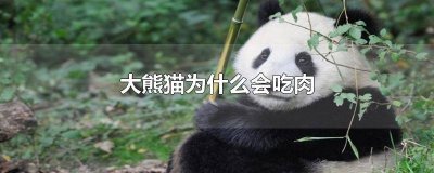 ​大熊猫为什么会吃肉肉 大熊猫为什么会吃肉类