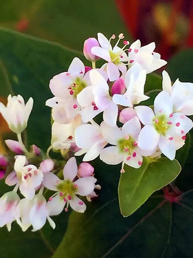 麦花是什么季节开的（详解麦花的开花季节）