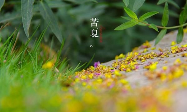 咒术回战苦夏是什么意思