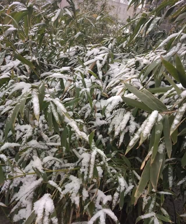 什么是苦夏，夏天你们苦夏吗？你们知道苦夏是什么滋味吗？图3