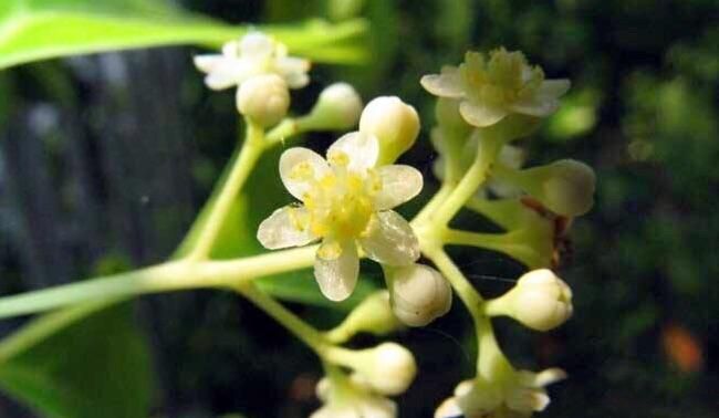 香樟树的花是什么时候开花