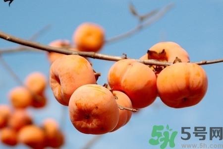 软柿子和硬柿子能经常吃吗?脆柿子和软柿子的区别 软柿子和硬柿子能经常吃吗?脆柿子和软柿子的区别